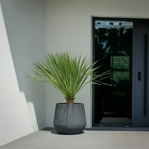 Juka rostrata w donicy SQ50 Ø48x50 cm grafitowy beton