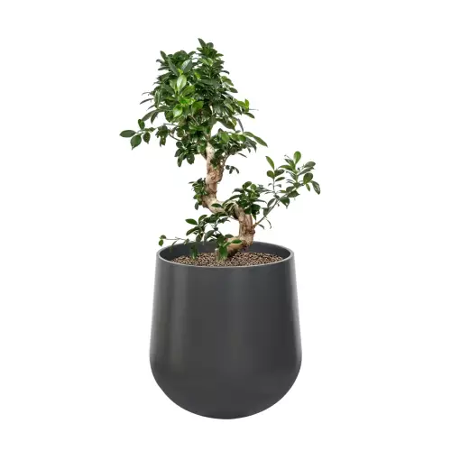 Fikus bonsai w donicy SQ50 antracyt mat