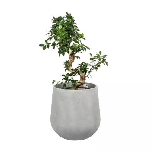 Fikus bonsai w donicy SQ50 szary beton