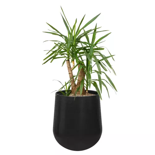 Juka w czarnej matowej donicy SQ65 Ø57x65 cm