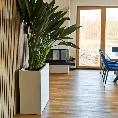 Strelicja królewska w białej donicy D972D