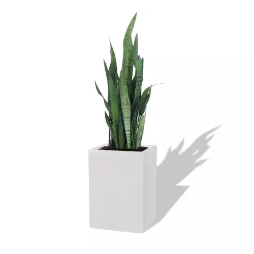 Biała donica D100C z Sansewierią Zeylanica