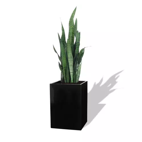 Czarna donica D100C z Sansewierią Zeylanica