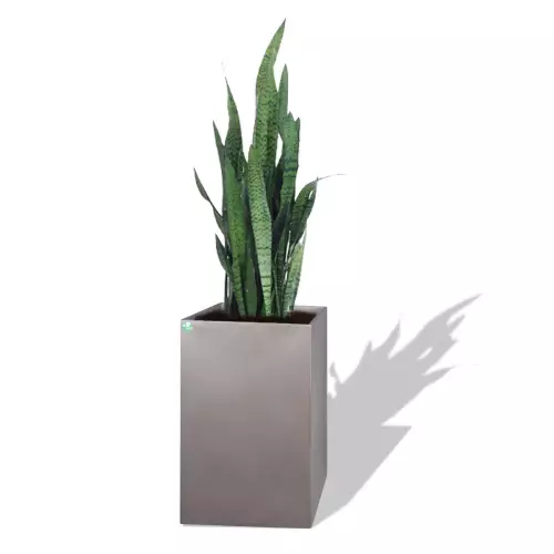 Szara donica D100C z Sansewierią Zeylanica