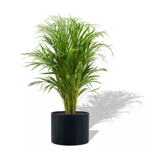 Antracytowa donica D101A z Palmą Areką