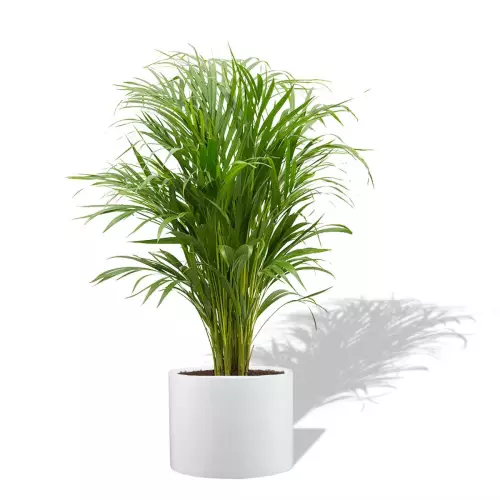 Palma Areca w donicy D101A biały połysk
