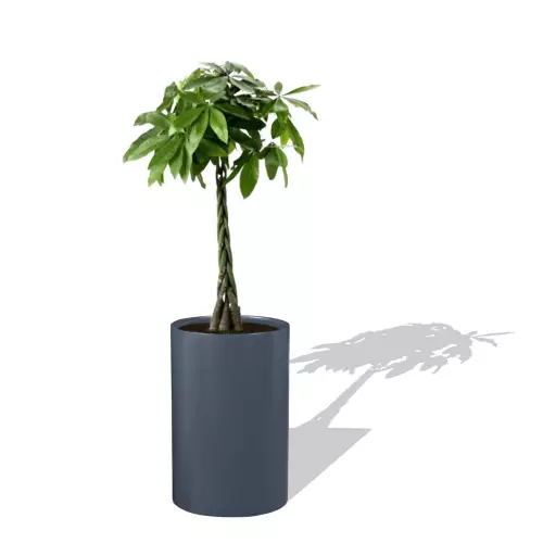 Antracytowa donica D101C z Pachirą