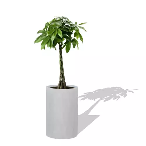 Szaro betonowa donica D101C z Pachirą