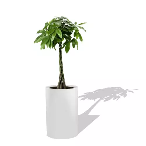 Biała donica D101C z Pachirą