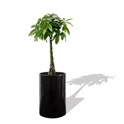 Czarna donica D101C z Pachirą