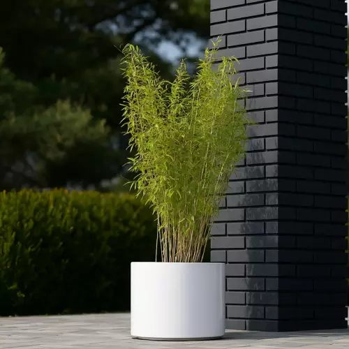 Bambus w donicy D101CA w kolorze biały połysk