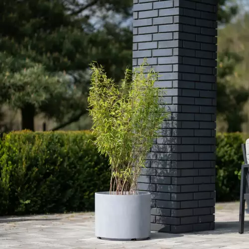 Bambus w donicy D101CA szary beton