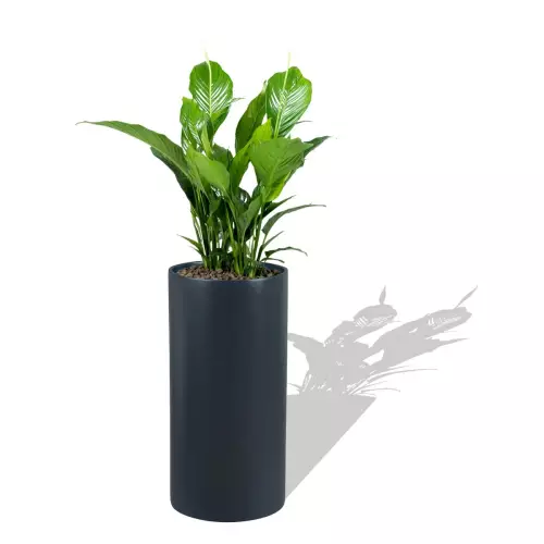 Antracytowa donica D101D ze Skrzydłokwiatem