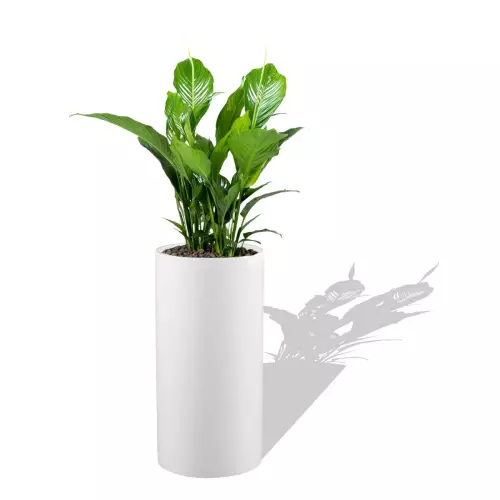 Biała donica D101D ze Skrzydłokwiatem