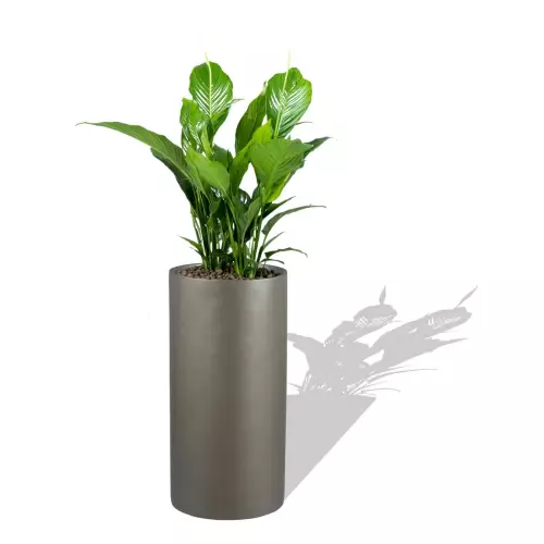 Szara donica D101D ze Skrzydłokwiatem