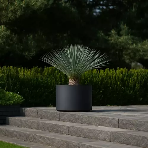 Juka rostrata w donicy D101DC antracyt mat