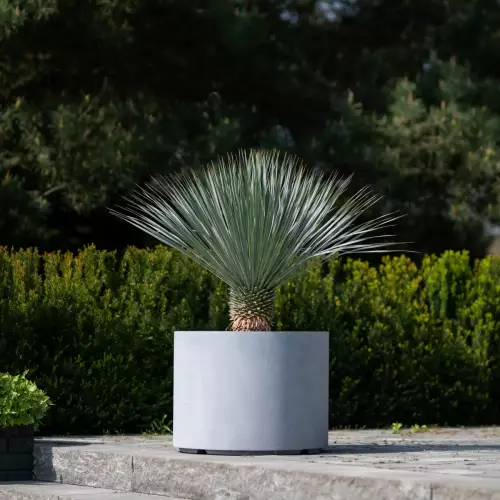 Juka rostrata w donicy D101DC szary beton