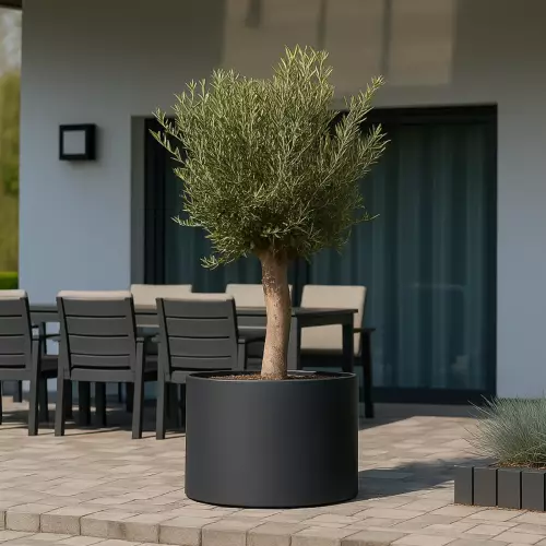 Oliwka w donicy D101ED antracyt mat