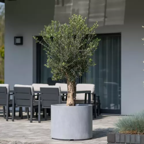 Oliwka w donicy D101ED szary beton