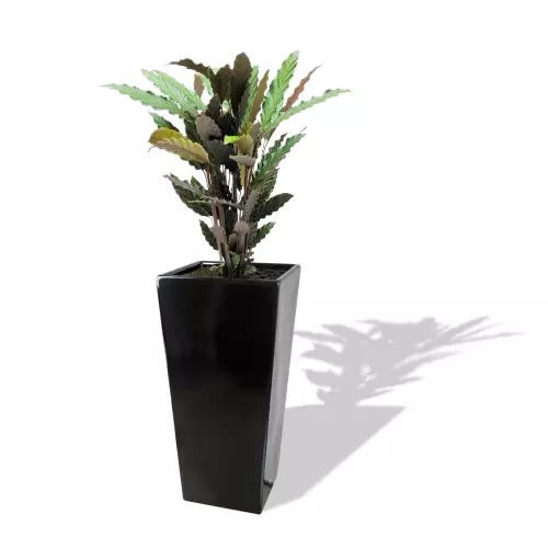 Czarna donica D102E z Kalateą