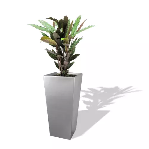 Szara donica D102E z Kalateą