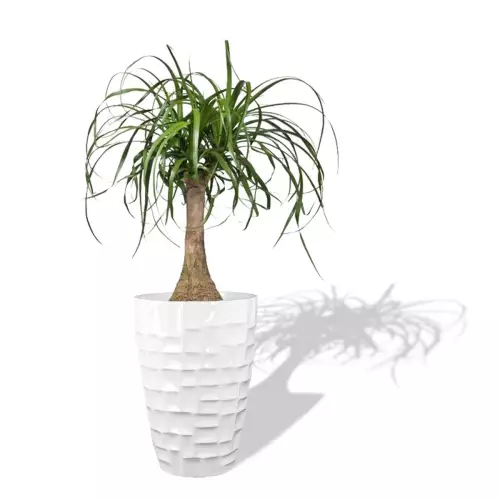 Biała donica D104C z Noliną