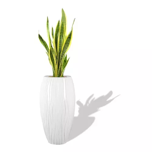 Biała donica D105C z Sansewierią gwinejską