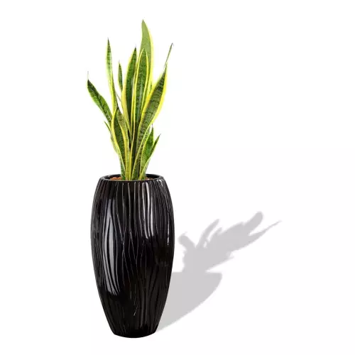 Czarna donica D105C z Sansewierią gwinejską