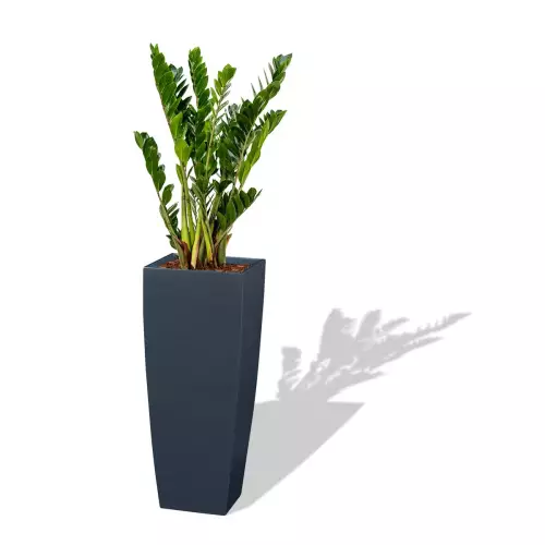 Antracytowa donica D106D z Zamiokulkasem zamiolistnym