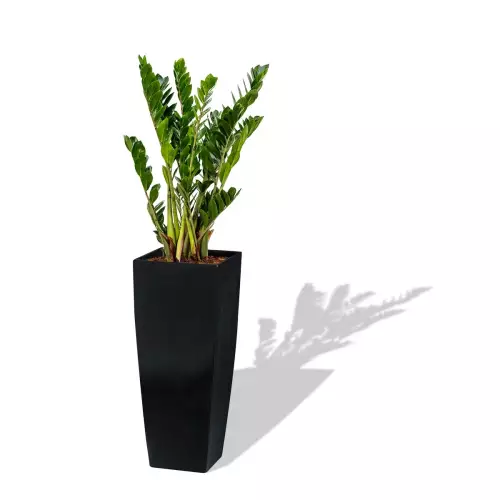 Czarna donica D106D z Zamiokulkasem zamiolistnym