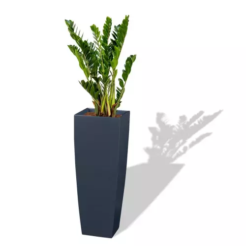 Antracytowa donica D106E z Zamiokulkasem zamiolistnym