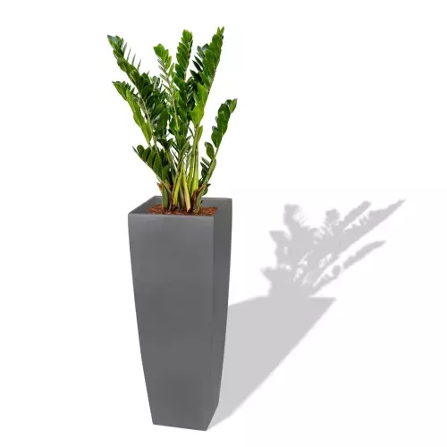 Szara donica D106E z Zamiokulkasem zamiolistnym