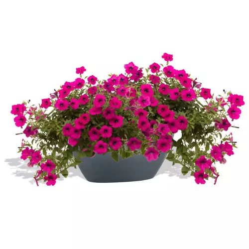 Antracytowa donica D108A z Petuniami