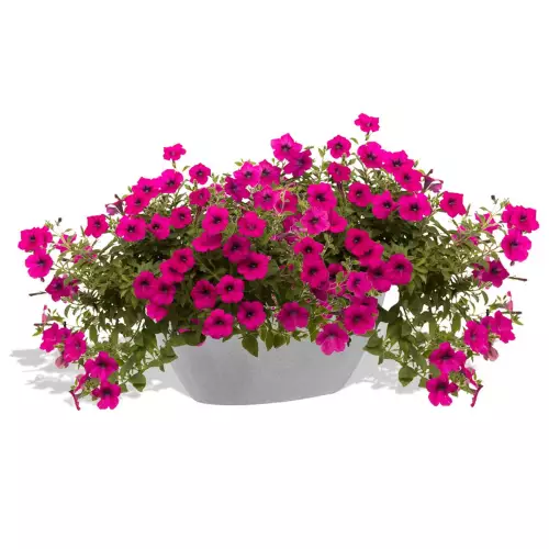 Szaro betonowa donica D108A z Petuniami