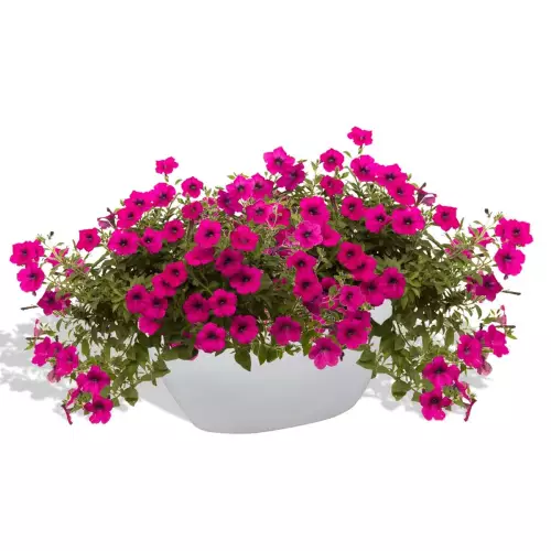 Biała donica D108A z Petuniami