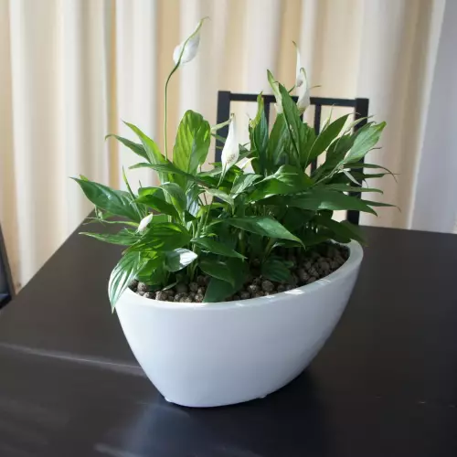 Donica D108A i Skrzydłokwiat na stole