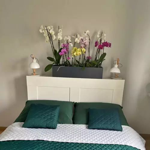 Storczyki w antracytowej donicy D109A