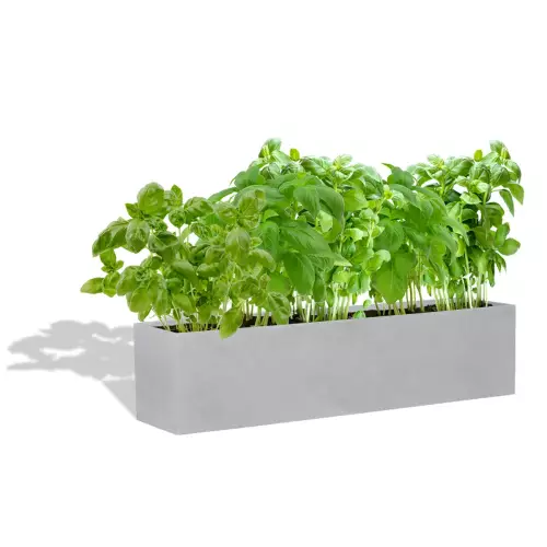 Szaro betonowa donica D109A z bazylią