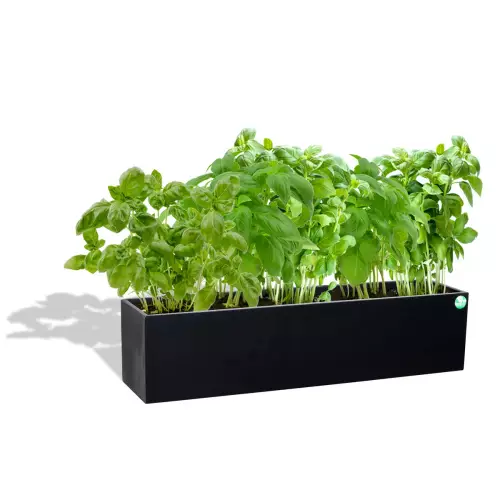 Czarna donica D109A z bazylią