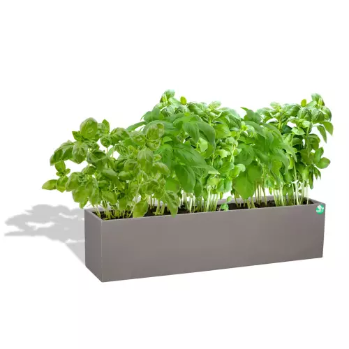 Szara donica D109A z bazylią