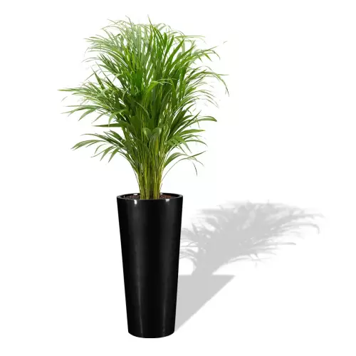 Czarna donica D208C z Palmą Areką