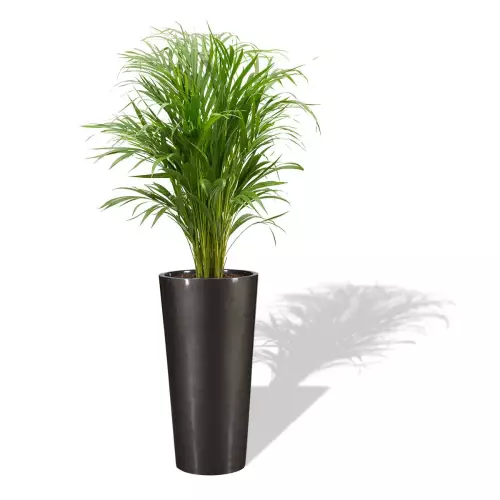 Grafitowa donica D208C z Palmą Areką