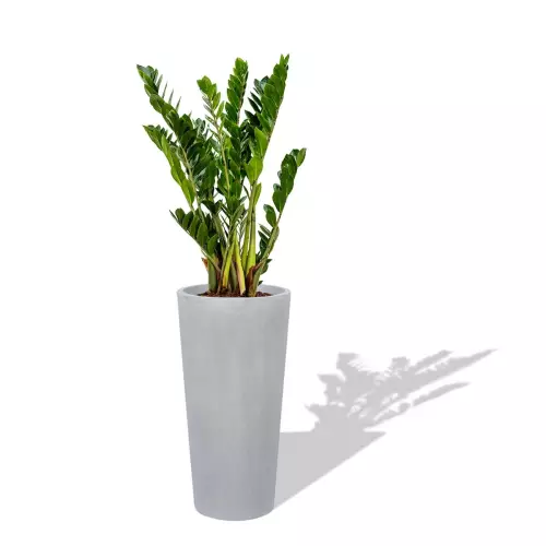 Szaro betonowa donica D208D z Zamiokulkasem zamiolistnym