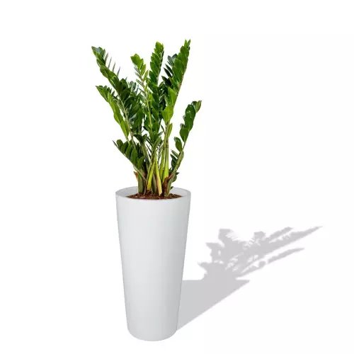 Biała donica D208D z Zamiokulkasem zamiolistnym