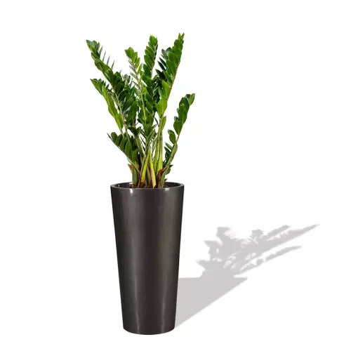 Grafitowa donica D208D z Zamiokulkasem zamiolistnym