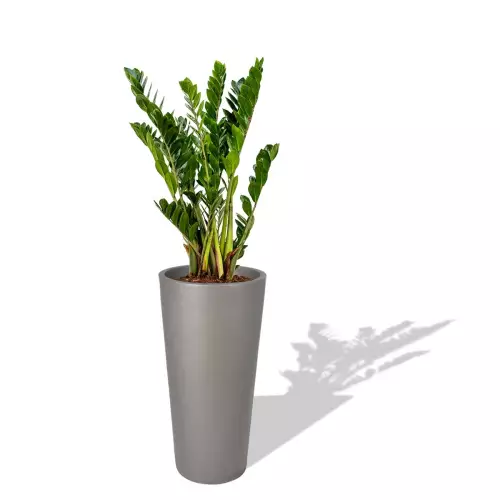 Szara donica D208D z Zamiokulkasem zamiolistnym