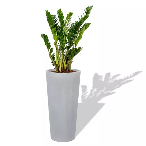 Szaro betonowa donica D208E z Zamiokulkasem zamiolistnym