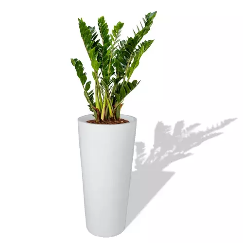 Biała donica D208E z Zamiokulkasem zamiolistnym