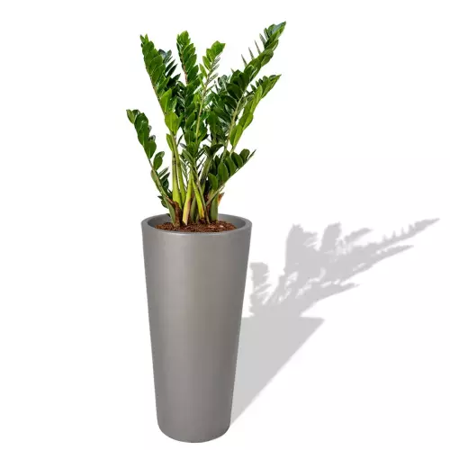 Szara donica D208E z Zamiokulkasem zamiolistnym