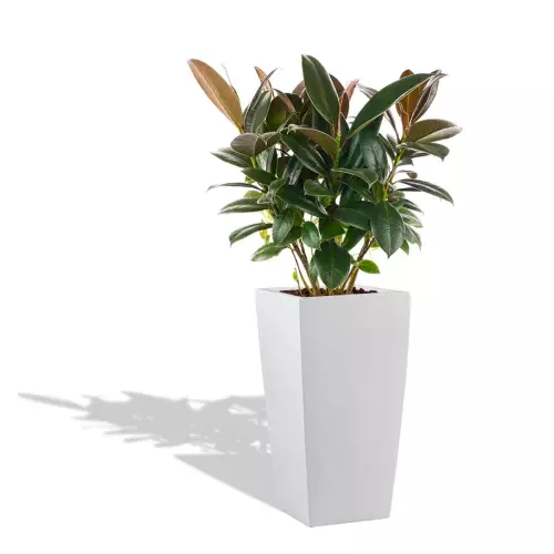 Biała donica D245C z figowcem